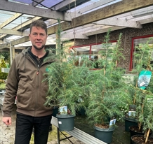 Himalayaceder (Cedrus deodara)